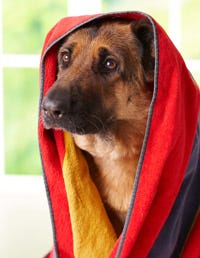 Dog breed, Brown, Carnivore, Dog, Red, Dog supply, Working animal, Snout, Companion dog, Liver, 