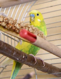 Parrot, Blue, Branch, Yellow, Bird, Green, Beak, Photograph, Budgie, Parakeet, 