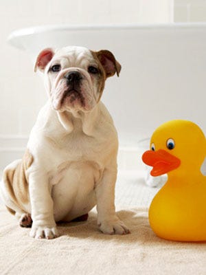 pet cleaning tips