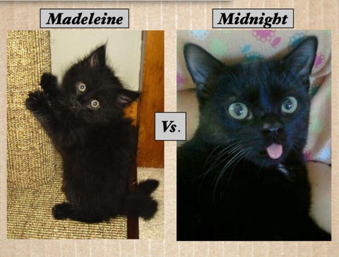 Meow Madness Christmas Bracket