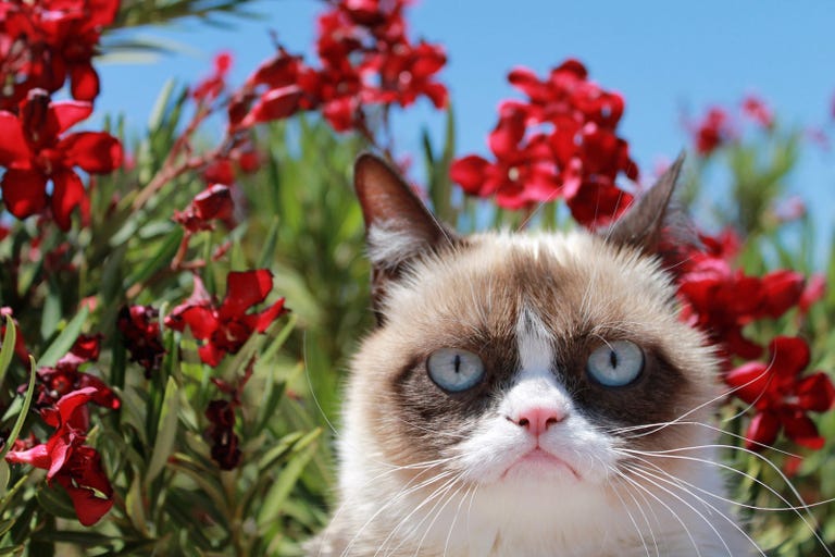 Grumpy Cat Flower Memes Grumpy Cat Flower Memes