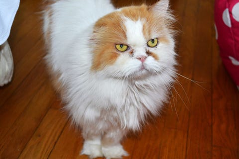Romeo Romeo the cat