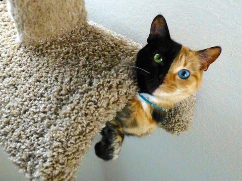 Venus Venus the cat