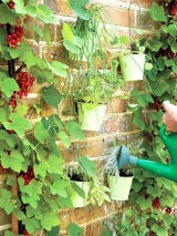 Herb Garden Herb Garden