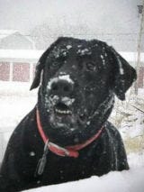 Got Snow? image