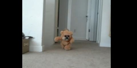 Adorable Puppy in Teddy Bear Costume Will Make Your Day