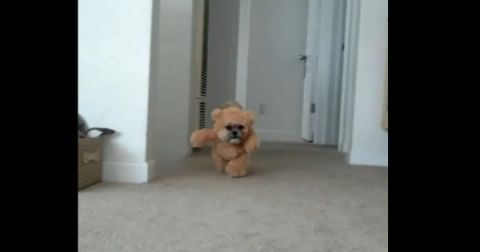 teddy bear puppy costume