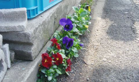 Petal, Flower, Purple, Groundcover, Electric blue, Violet, Flowering plant, Cut flowers, Cobalt blue, Floristry, 