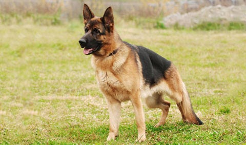 A German Shepard In Living Room A German Shepard In Living Room