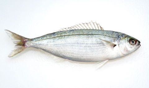 Vertebrate, Fish, Azure, Grey, Beige, Tail, Fish, Fin, Ray-finned fish, Silver, 