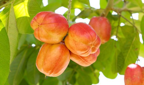 10 Exotic Fruits to Try - About Exotic Fruit