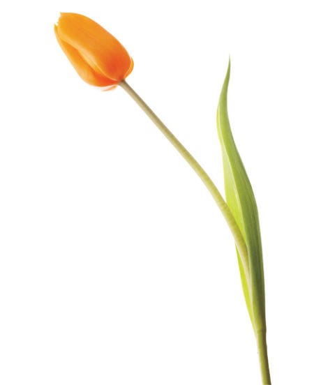 Tulips orange tulip stem