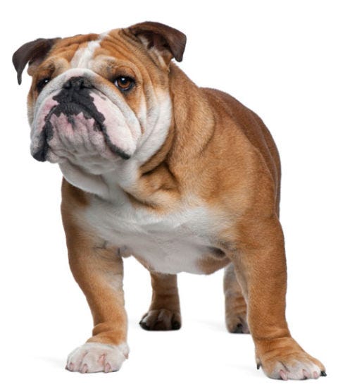 Dog: English Bulldog English Bulldog
