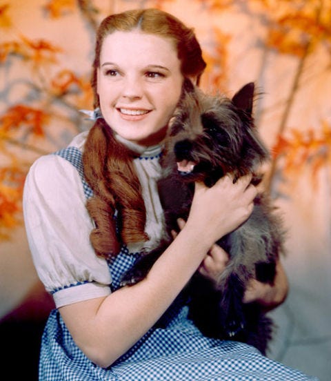 Toto from ‘The Wizard of Oz’ Toto from Wizard of Oz