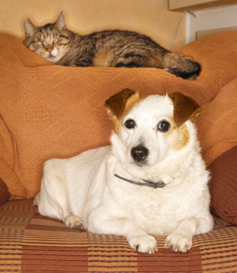 2. They know when you’re being unfair—to some extent dog and a cat on a couch