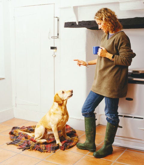 How Smart Are Dogs What Can Dogs Sense