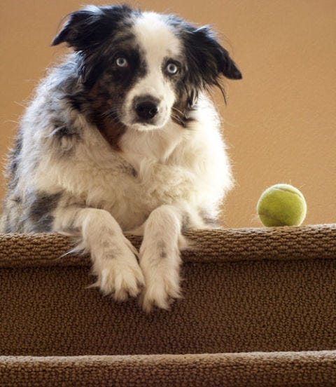 Play Indoor Fetch dog playing with a ball on the stairs