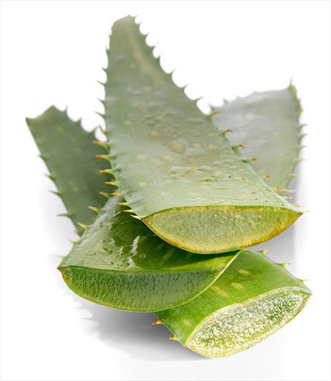 Aloe Vera aloe vera