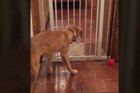 Huge Dog Impressively Squeezes Through Tiny Cat Door