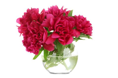 Flower, Flowering plant, Plant, Cut flowers, Pink, Bouquet, Petal, Vase, Magenta, Peony, 