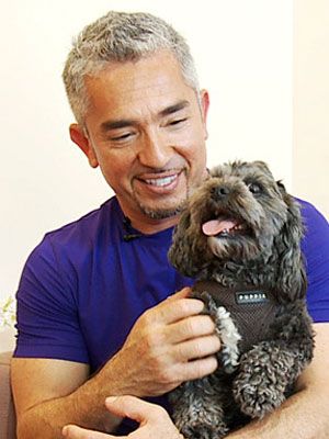 Dog Training Tips Cesar Milan Dog Whisperer Exclusive At Womansday Com