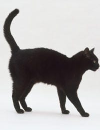 Animal Behavior Dog And Cat Body Language At Womansday Com