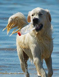 Dog breed, Nature, Daytime, Dog, Organism, Carnivore, Vertebrate, Photograph, Liquid, Fluid, 