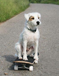 Dog breed, Green, Dog, Carnivore, Road surface, White, Mammal, Asphalt, Black, Sporting Group, 