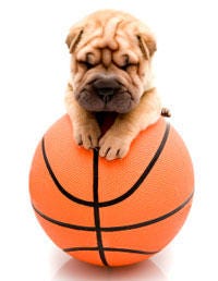 Orange, Dog breed, Carnivore, Dog, Amber, Shar pei, Basketball, Tan, Snout, Wrinkle, 