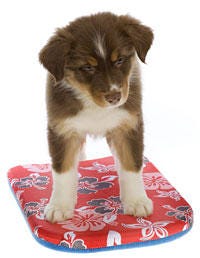 Dog breed, Brown, Dog, Carnivore, Working animal, Companion dog, Fur, Liver, Canidae, Serveware, 
