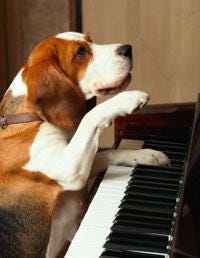 Musical instrument, Keyboard, Music, Dog breed, Musician, Vertebrate, Dog, Carnivore, Musical instrument accessory, Comfort, 