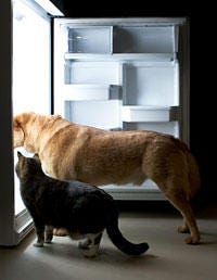Brown, Floor, Wood, Flooring, Carnivore, Dog, Dog breed, Fixture, Comfort, Tail, 