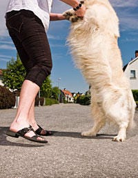 Dog breed, Human leg, Carnivore, Dog, Vertebrate, Joint, Interaction, Sandal, Toe, Fashion, 