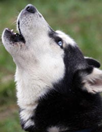 Dog breed, Dog, Vertebrate, Carnivore, Snout, Terrestrial animal, Working animal, Canidae, Companion dog, Herding dog, 