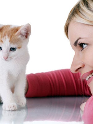 How To Bring A New Kitten Home With Another Cat How To Bring A New Kitten Home With Another Cat