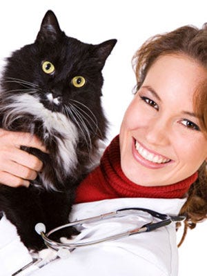 Pet Care Basics First Aid Kit Essentials For Cats
