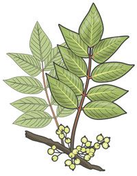 Branch, Leaf, Twig, Botany, Flowering plant, Terrestrial plant, Plant stem, Herb, Perennial plant, Herbaceous plant, 