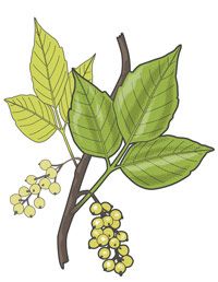 Leaf, Flowering plant, Woody plant, Botany, Ingredient, Fruit, Produce, Illustration, Drawing, Painting, 