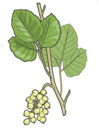 Leaf, Ingredient, Flowering plant, Botany, Produce, Grape, Grapevine family, Fruit, Sultana, Drawing, 