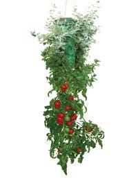 Green, Leaf, Christmas decoration, Christmas, Coquelicot, Christmas tree, Produce, Creative arts, Holly, Conifer, 