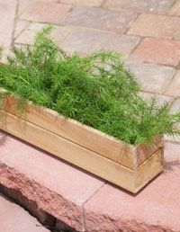 Grass, Green, Landscape, Wall, Grass family, Groundcover, Shrub, Annual plant, Herb, Concrete, 