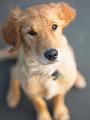 How To Train Your Dog To Behave On Walks How To Train Your Dog To Behave On Walks