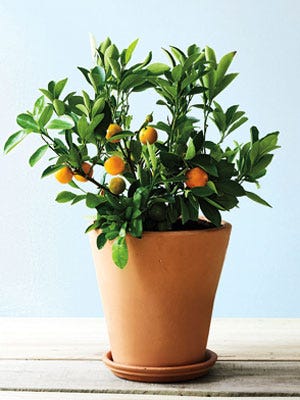 Growth Spurt Repot a Plant
