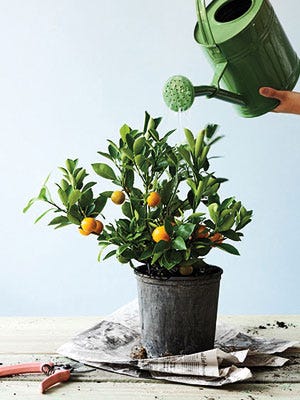 Step 1 plant