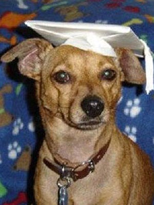 Cutest Pet Photo Contest image