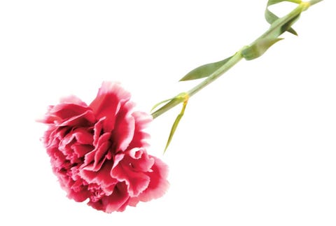 Carnations pink carnation on a stem