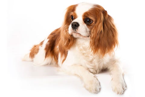 Dog: Cavalier King Charles Spaniel Cavalier King Charles Spaniel