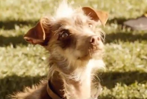 Weego from the Bud Light Commercial Weego the Dog