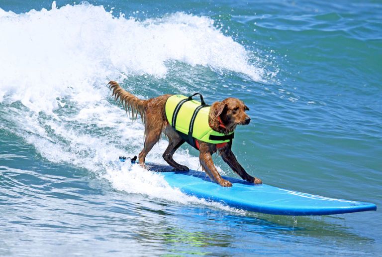 Ricochet the Surfing Dog - Surf Dog