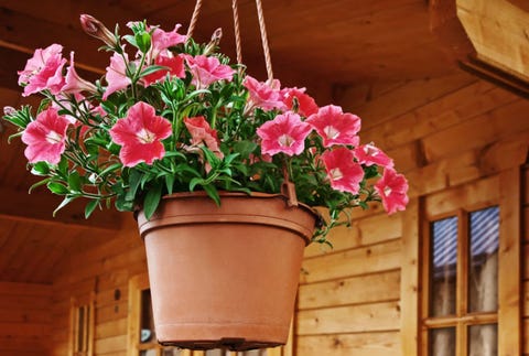 Decorations potted plant
